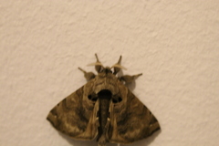 Apatelodidae