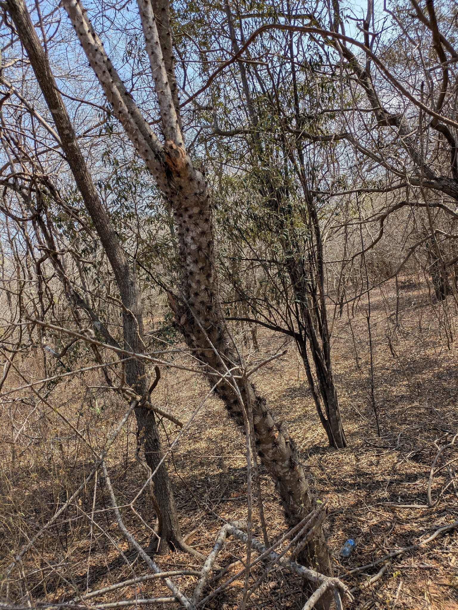 Leuenbergeria guamacho