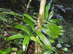Zamia prasina