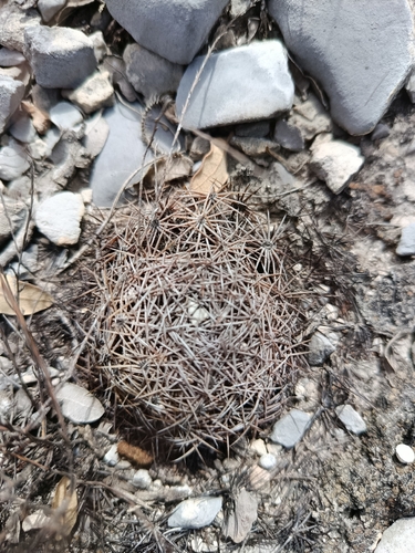 Coryphantha delicata