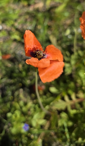 Mediterranean poppy