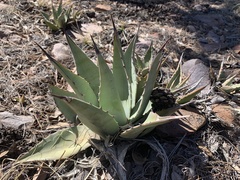 Agave parryi parryi