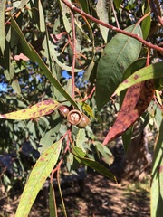 Eucalyptus cosmophylla