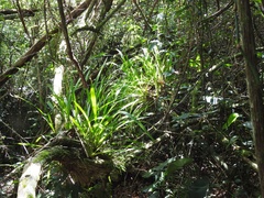 Oncidium sphacelatum