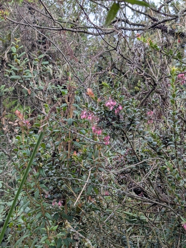 Andean blueberry (Vaccinium floribundum)
