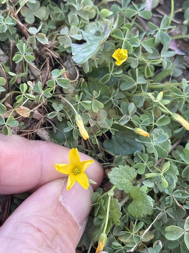 Foto de Oxalis dillenii