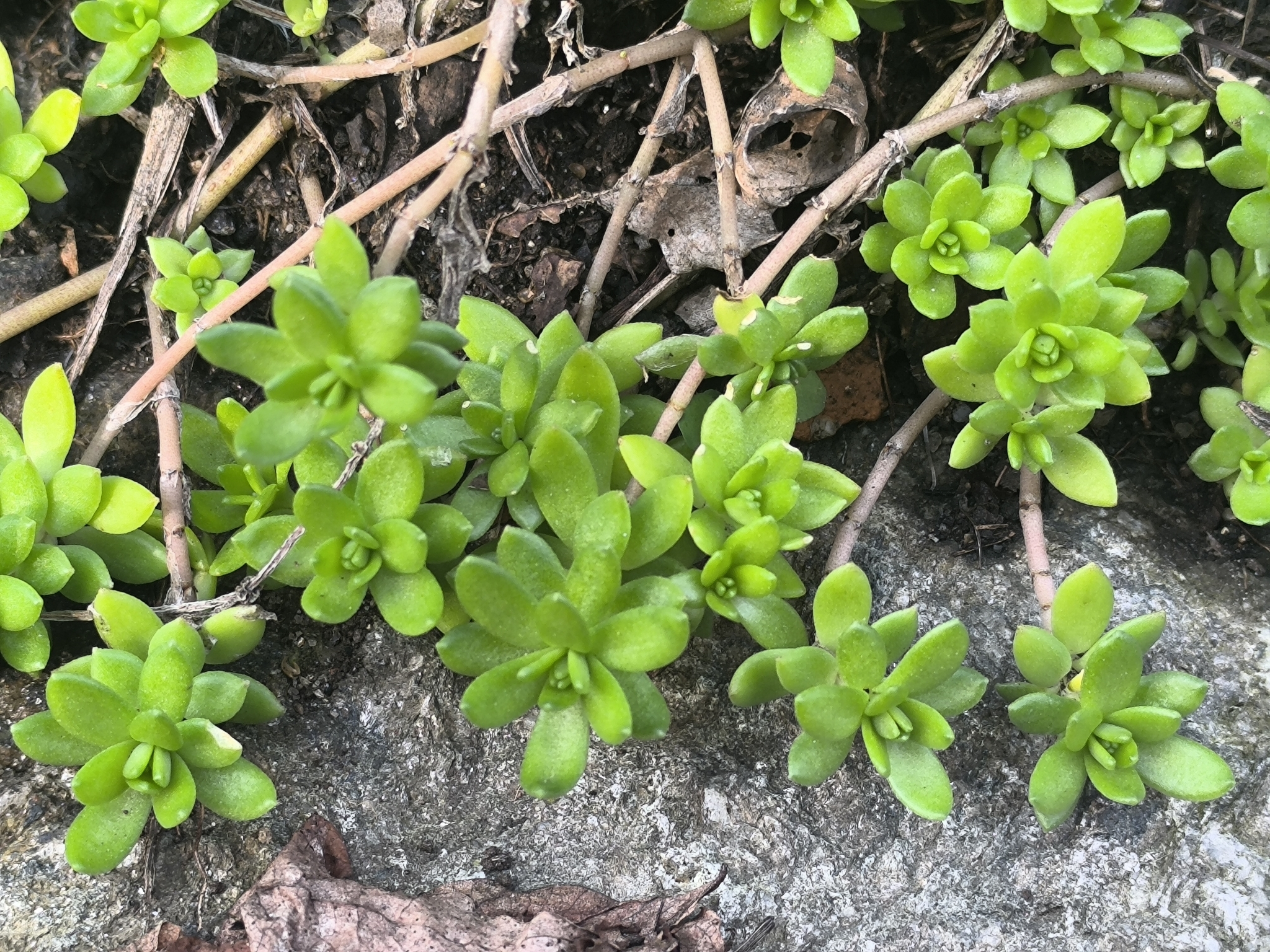 Imagem de sedum