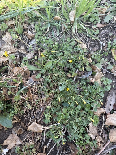Foto de Oxalis dillenii