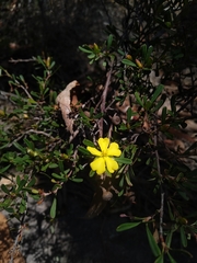 Hibbertia monogyna