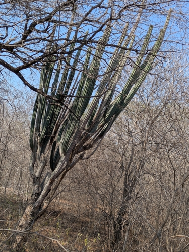 Tall candelabra cactus (Stenocereus griseus)