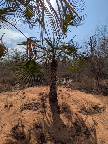 Copernicia tectorum