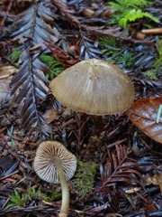 Entoloma formosum