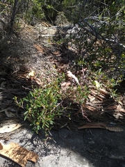 Hibbertia monogyna