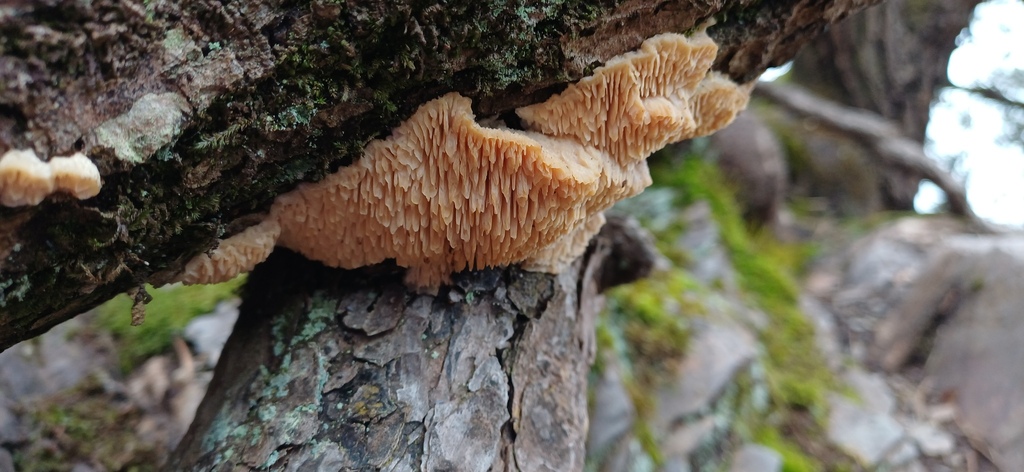 Irpiciporus pachyodon