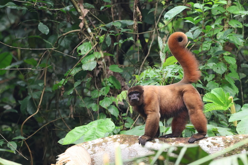 Common Woolly Monkey, Ecuador, photo 7 of 10