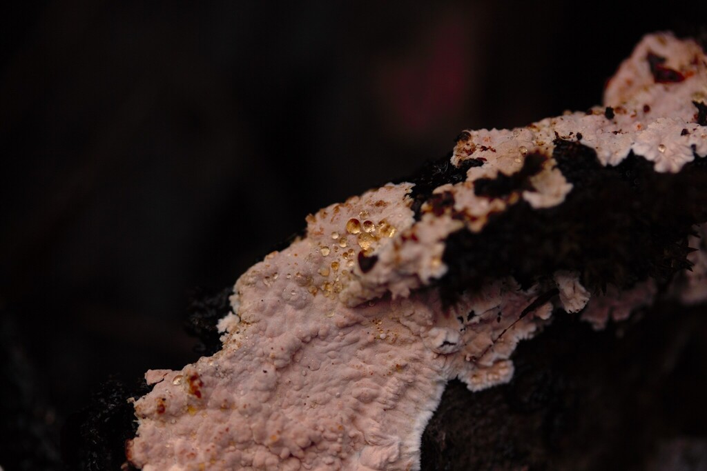 Corticium roseum