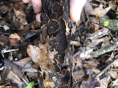 Anthracophyllum