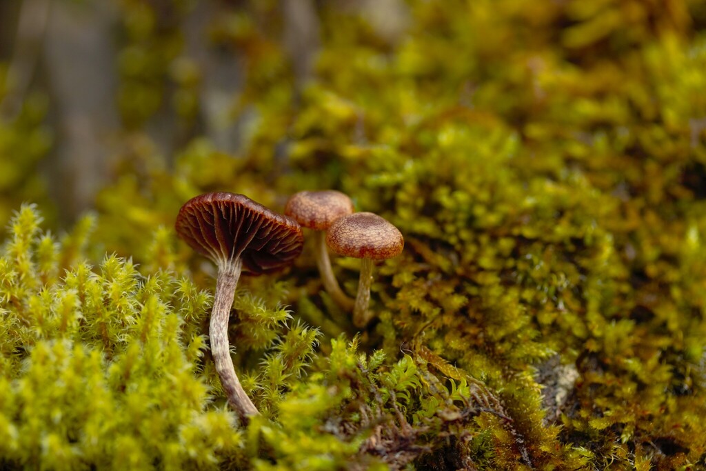 Deconica montana · February 2026 · photo: © stargazerhs (iNaturalist, cc-by)