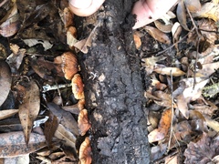 Anthracophyllum