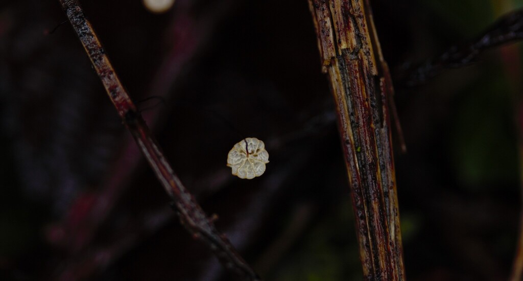 Marasmius curreyi