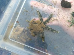 Hapalogaster cavicauda