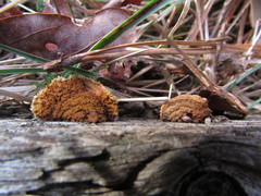 Gloeophyllum sepiarium