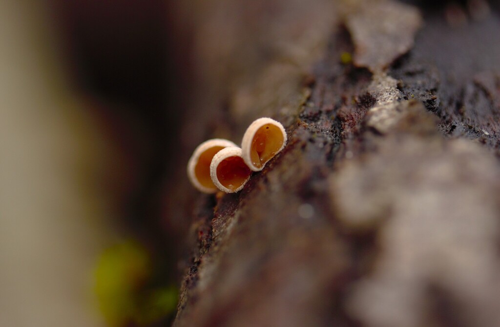 Schizophyllum amplum · February 2026 · photo: © stargazerhs (iNaturalist, cc-by)