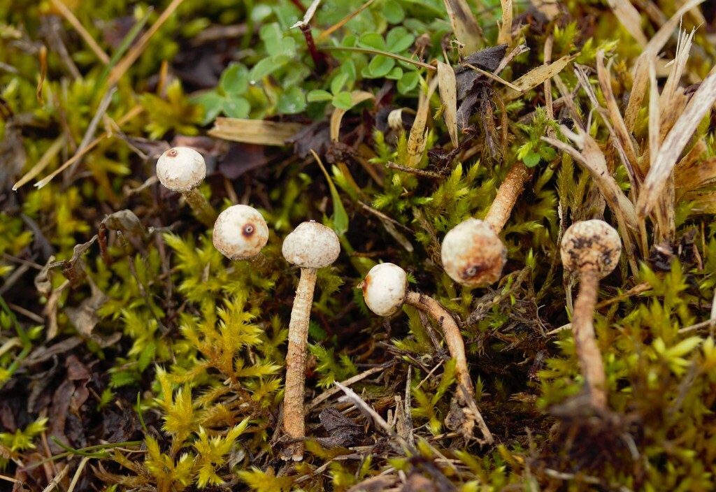 Tulostoma brumale · February 2026 · photo: © stargazerhs (iNaturalist, cc-by)