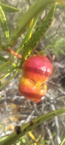 Colliguaja integerrima, photograph 6
