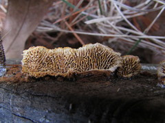 Gloeophyllum sepiarium