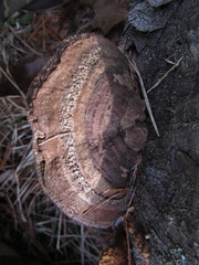 Gloeophyllum sepiarium