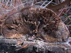 Gloeophyllum sepiarium