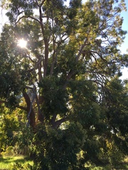 Corymbia gummifera