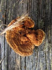 Gloeophyllum sepiarium