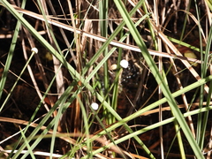 Eriocaulon decangulare image
