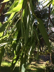 Corymbia gummifera