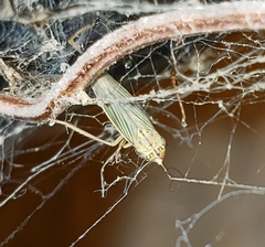 Syncharina punctatissima