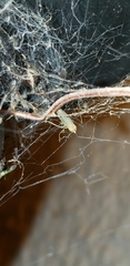 Syncharina punctatissima