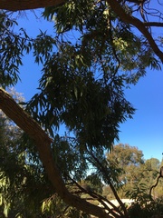 Corymbia gummifera