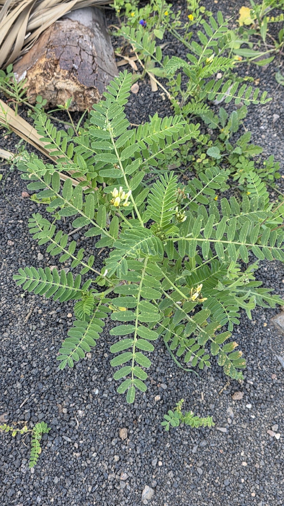 Astragalus boeticus