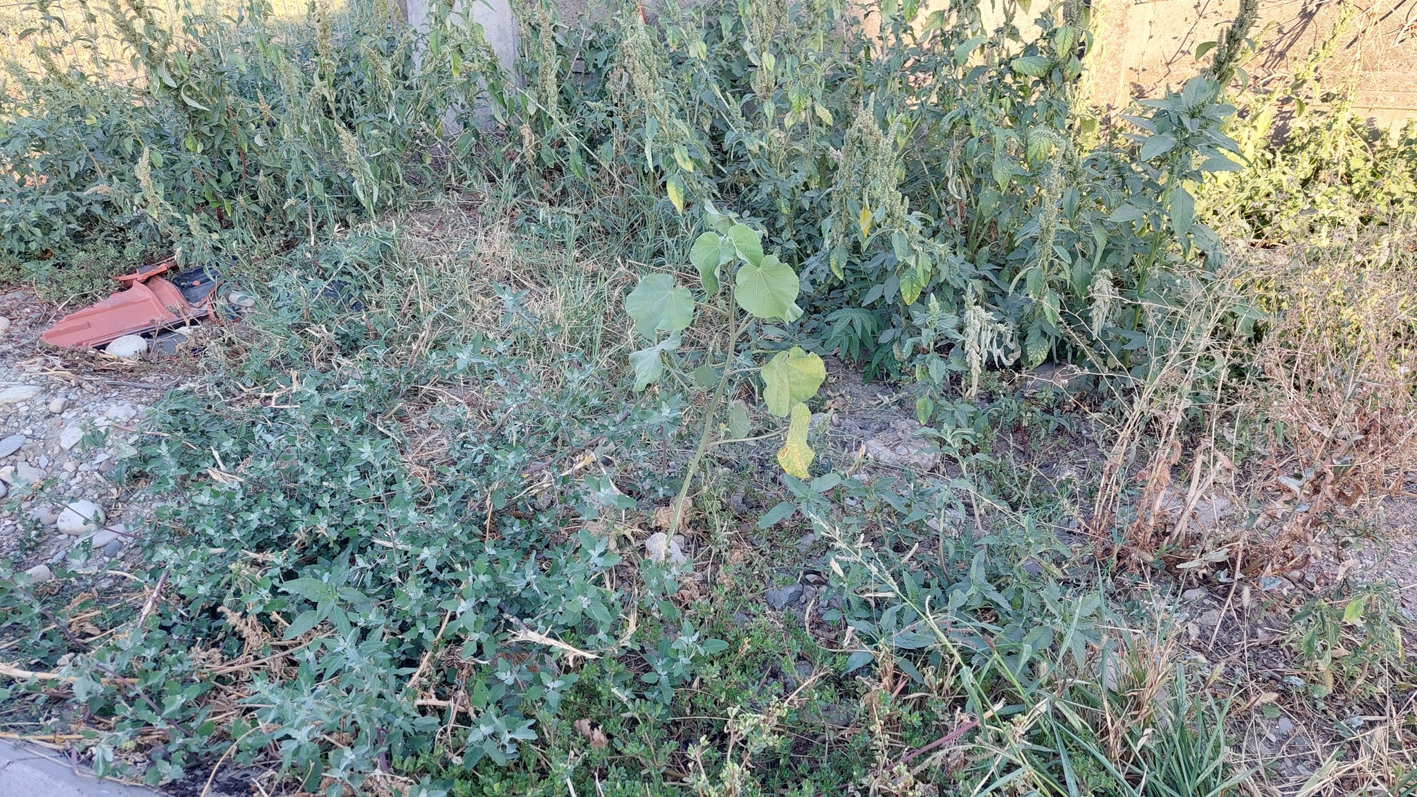 Velvetleaf (Abutilon theophrasti)