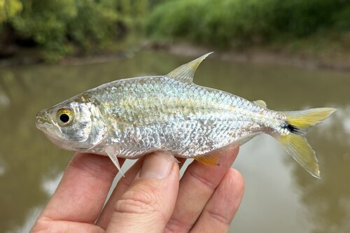Bramocharax bransfordii — Characidae — 3