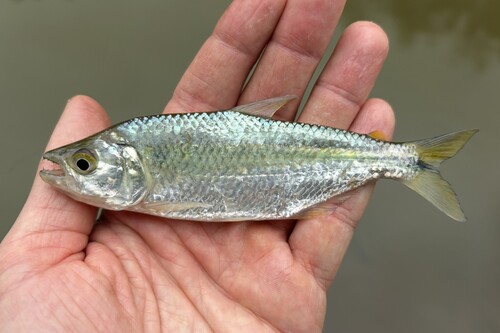 Bramocharax bransfordii — Characidae — 4