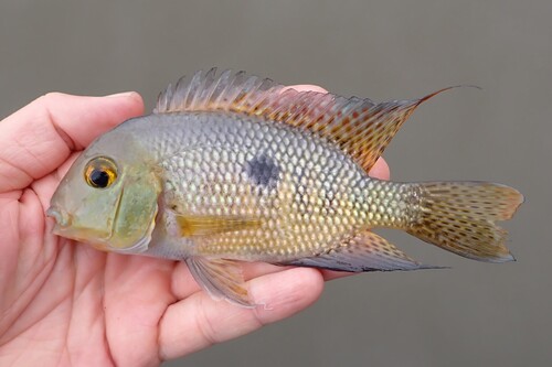 Nicaragua-cichlide (Hypsophrys nicaraguensis) — Cichlidae — 5