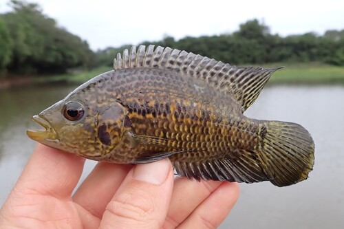 Monarch cichlid (Parachromis friedrichsthalii) — Cichlidae — 3