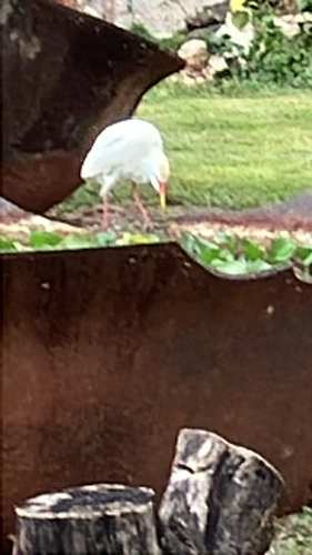 Western Cattle-Egret