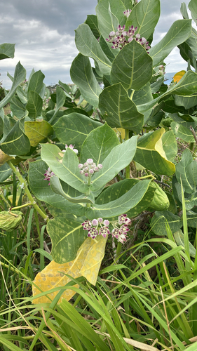 giant milkweed