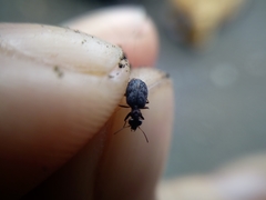 Scopodes