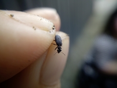 Scopodes