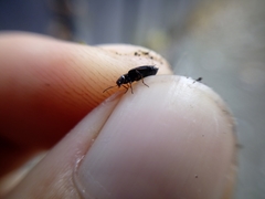 Scopodes